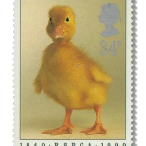 Duckling (Anas platyrhynchos domestica)