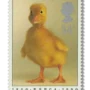 Duckling (Anas platyrhynchos domestica)