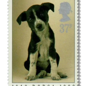 Puppy (Canis lupus familiaris)
