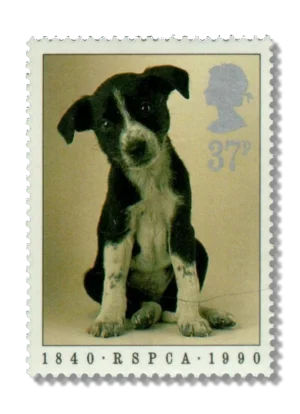 Puppy