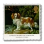 King Charles Spaniel