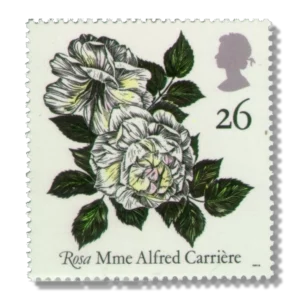 1991 GB1569 "Rosa" Mme Alfred Carri?re