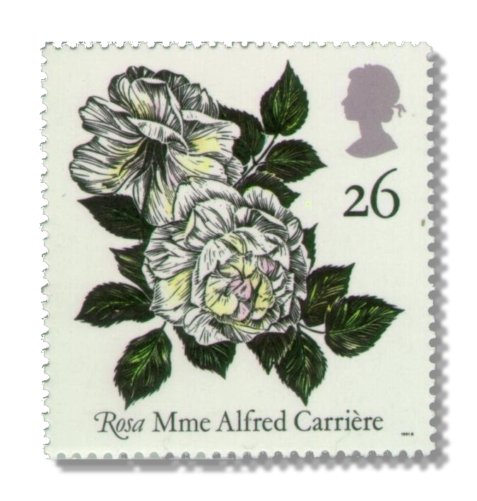 Mme Alfred Carrière