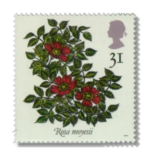 Rosa moyesii