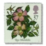 Mutabilis