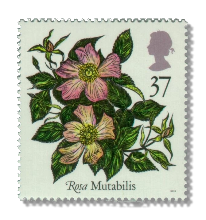 Mutabilis