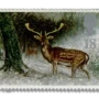 Fallow Deer in Scottish Forest