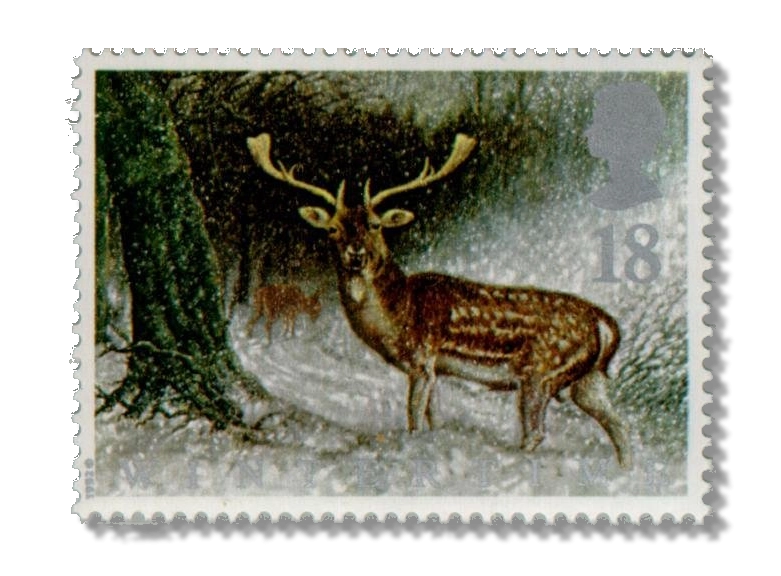 Fallow Deer in Scottish Forest