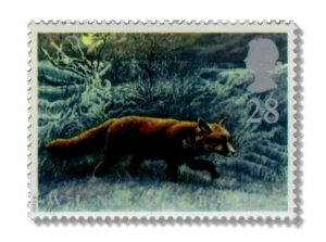 Fox in the Fens