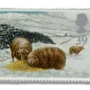 Welsh mountain sheep in Snowdonia
