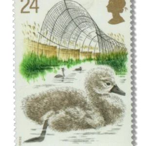1993 GB1640 Juvenile Mute Swan (Cygnus olor), Duck Trap