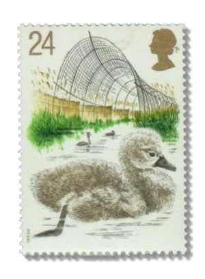 Cygnet and decoy