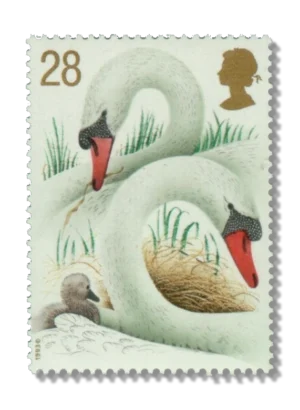 Swans and cygnet