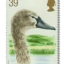 Young swan and the Fleet