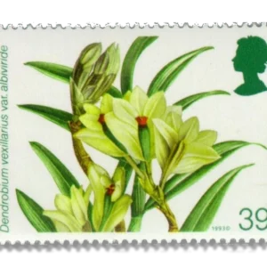 1993 GB1663 Dendrobium vexillarius var albiviride