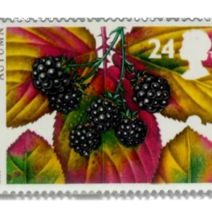 1993 GB1780 Autumn - Blackberry