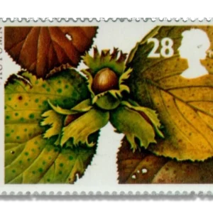1993 GB1781 Autumn - Hazel