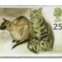 Puskas Siamese and Tigger tabby