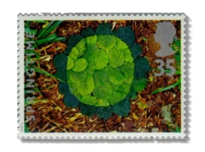 Hazel leaves