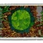 Hazel leaves