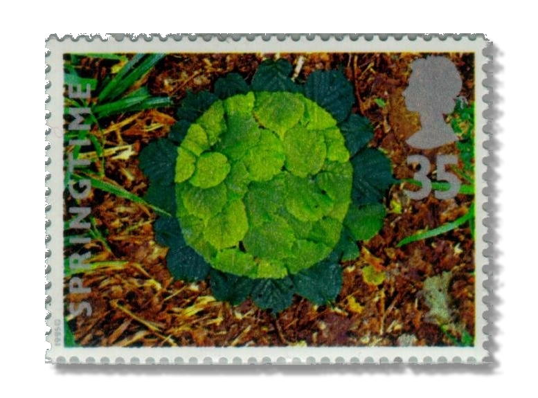 Hazel leaves