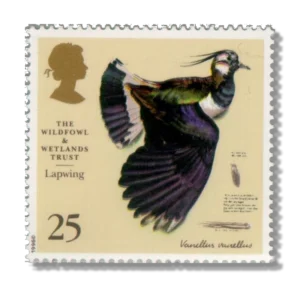 Lapwing