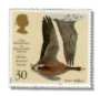 White-fronted Goose