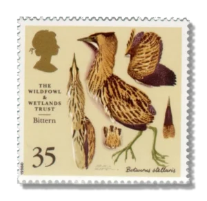 Bittern