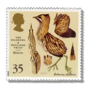 1996 GB1918 Eurasian Bittern (Botaurus stellaris)