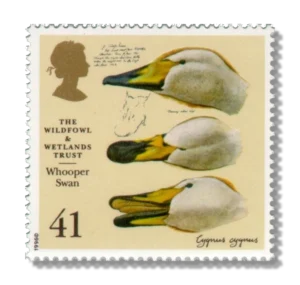 Whooper Swan