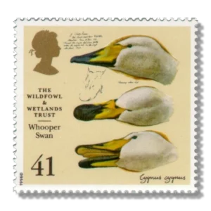 1996 GB1919 Whooper Swan (Cygnus cygnus)