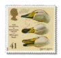 Whooper Swan