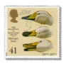 1996 GB1919 Whooper Swan (Cygnus cygnus)