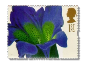Gentiana acaulis