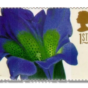 Gentiana acaulis