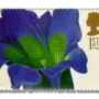 Gentiana acaulis