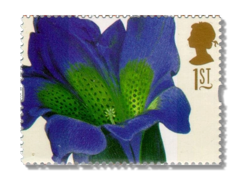 Gentiana acaulis