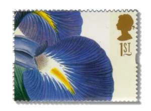 Iris latifolia