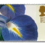 Iris latifolia