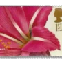 Hippeastrum rutilum