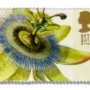 Passiflora caerulea