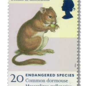 1998 GB2015 Common Dormouse (Muscardinus avellanarius)
