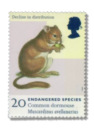 1998 GB2015 Common Dormouse (Muscardinus avellanarius)