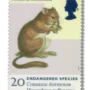 1998 GB2015 Common Dormouse (Muscardinus avellanarius)