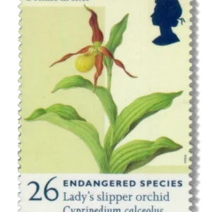 1998 GB2016 Lady's-slipper Orchid (Cypripedium calceolus)