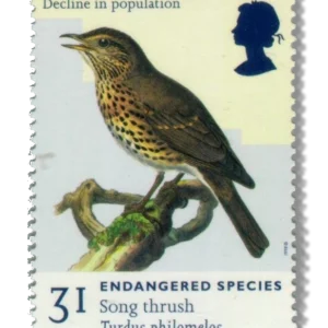 1998 GB2017 Song Thrush (Turdus philomelos)