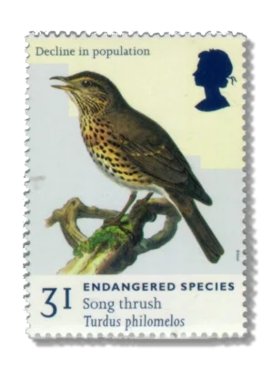 1998 GB2017 Song Thrush (Turdus philomelos)