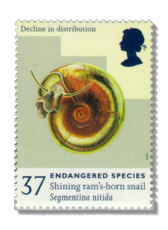 1998 GB2018 Shining Ram's-horn Snail (Segmentina nitida)