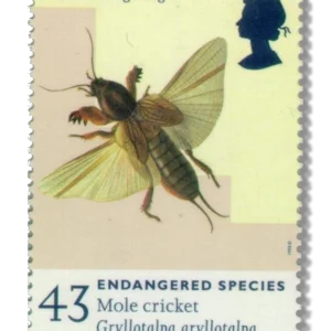 1998 GB2019 European Mole Cricket (Gryllotalpa gryllotalpa)