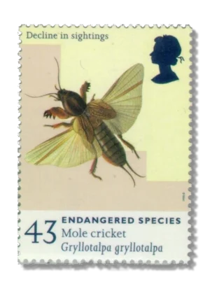 1998 GB2019 European Mole Cricket (Gryllotalpa gryllotalpa)